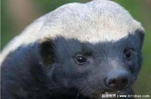 平头哥头条,揭秘科技新锐的崛起之路