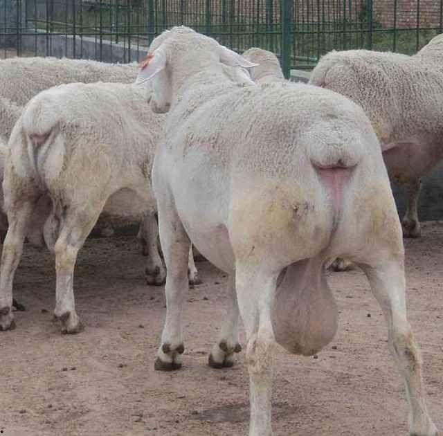 吃瓜直播小绵羊