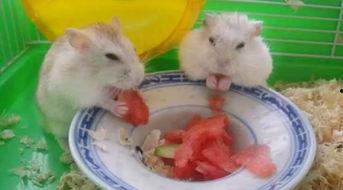 卧槽吃瓜的视频,揭秘热门视频背后的惊人真相