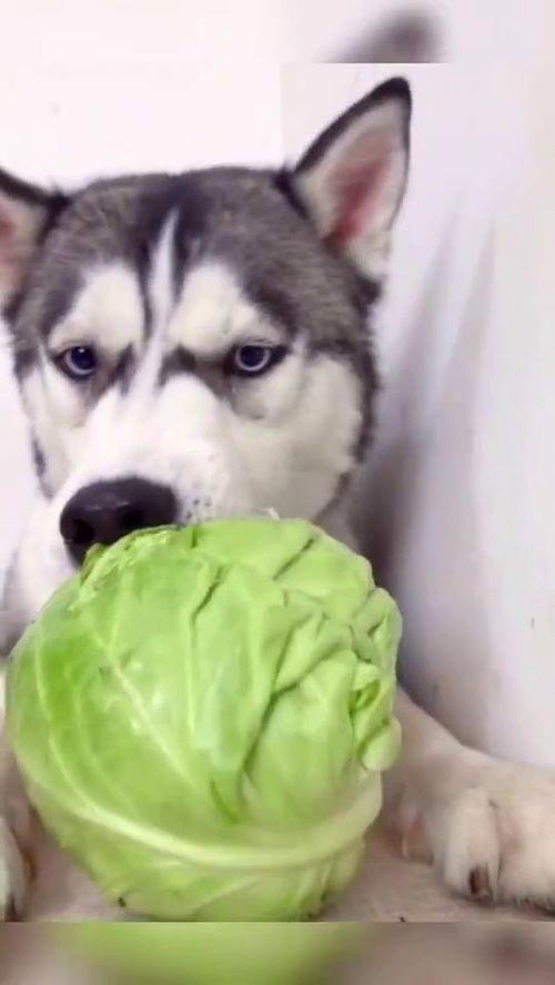 狗子可以吃蜜瓜嘛,蜜瓜，狗狗的夏日美味吗？