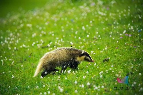 鼹鼠吃瓜的样子图片,鼹鼠吃瓜的萌态瞬间